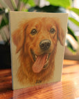 pet portrait