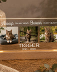 cat memorial light