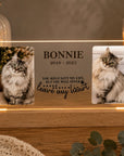 cat memorial light